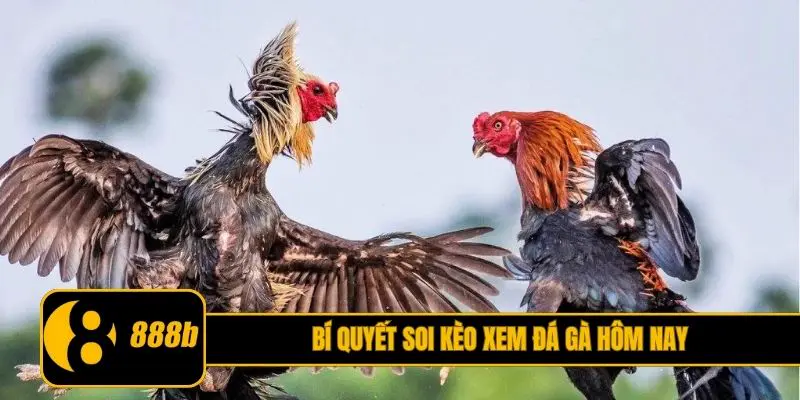 Bí quyết soi kèo đỉnh cao khi chọn xem đá gà hôm nay
