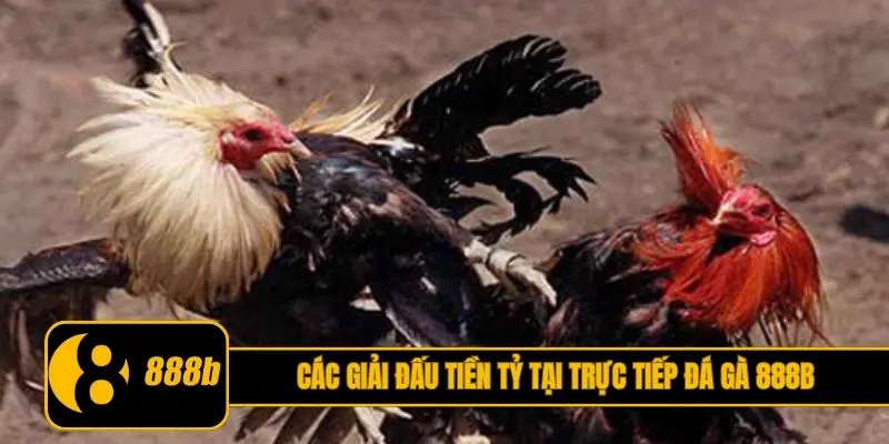 Các giải đấu tiền tỷ tại trực tiếp đá gà 888B