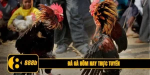 đá gà hôm nay trực tuyến