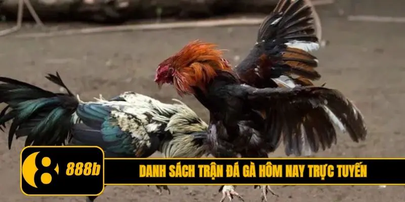Tổng hợp danh sách trận đá gà hôm nay trực tuyến