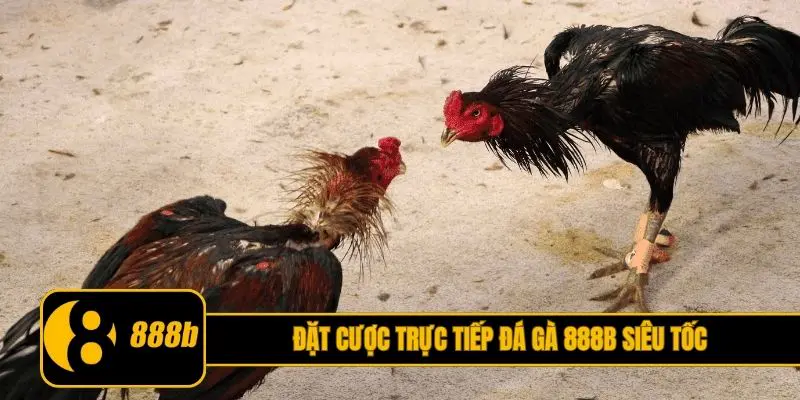 Đặt cược trực tiếp đá gà 888B siêu tốc