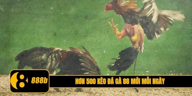 Hơn 500 kèo đá gà 88 mới mỗi ngày