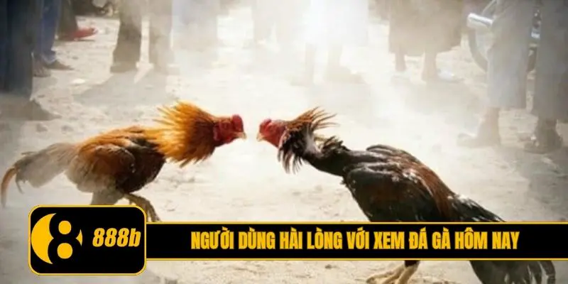 Người dùng hài lòng với xem đá gà hôm nay
