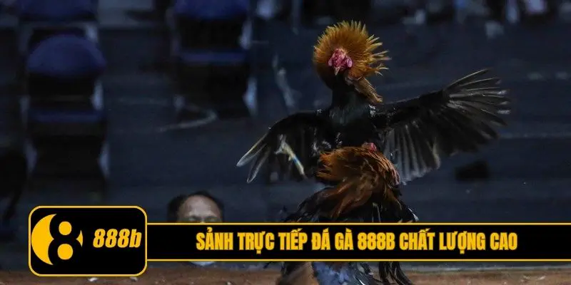 Sảnh trực tiếp đá gà 888B chất lượng cao