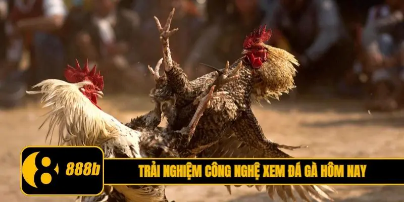 Trải nghiệm công nghệ xem đá gà hôm nay mới nhất