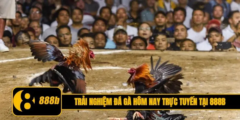 Trải nghiệm đá gà hôm nay trực tuyến tại 888B