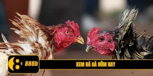 xem đá gà hôm nay