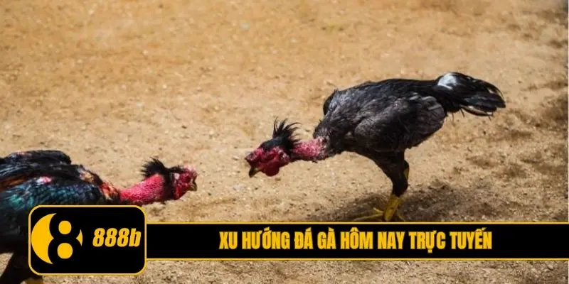 Xu hướng đá gà hôm nay trực tuyến mới nhất hiện nay